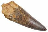 Real Fossil Spinosaurus Tooth - Huge Dinosaur Tooth #360452-1